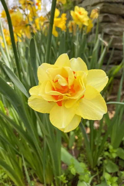 Λουλούδι Ασφόδελος Προαναγγέλλοντας Την Άφιξη Της Άνοιξης Είναι Ένα Σύμβολο — Φωτογραφία Αρχείου