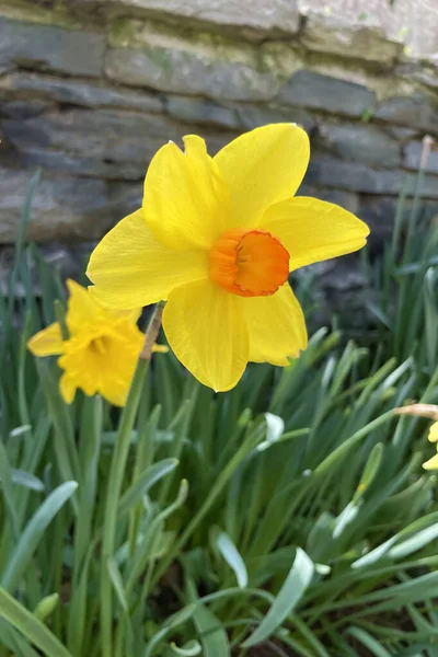 Květ Narcisů Ohlašující Příchod Jara Symbolem Krásy Osvěžení Přitahuje Pozornost — Stock fotografie