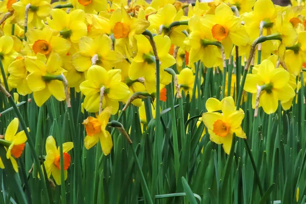 Květ Narcisů Ohlašující Příchod Jara Symbolem Krásy Osvěžení Přitahuje Pozornost — Stock fotografie