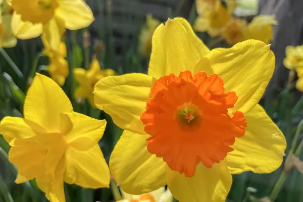 Żonkil Kwiat Zwiastujący Nadejście Wiosny Jest Symbolem Piękna Orzeźwienia Zwraca — Zdjęcie stockowe