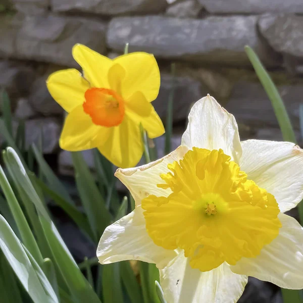 Цветок Нарцисса Предвещающий Приход Весны Является Символом Красоты Освежения Привлекает — стоковое фото