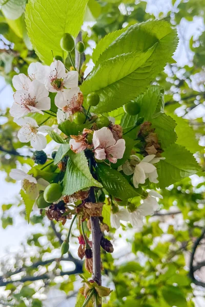 Branche Cerisier Fleurs Avec Des Feuilles Des Fleurs Vertes — Image vectorielle