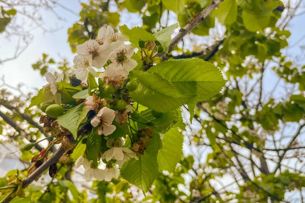 Ветвь Цветущей Вишни Зелеными Листьями Цветами — стоковый вектор