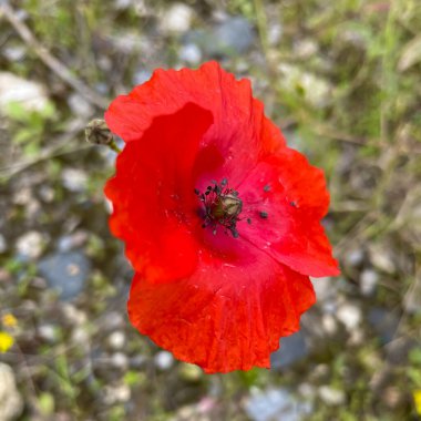 Haşhaş çiçeği canlı kırmızı renkleriyle bilinen narin ve ince bir çiçektir. Çiçekler genellikle ilkbahar ve yaz aylarında açar ve sık sık tarlalarda, bahçelerde ve yol kenarlarında bulunur.. 