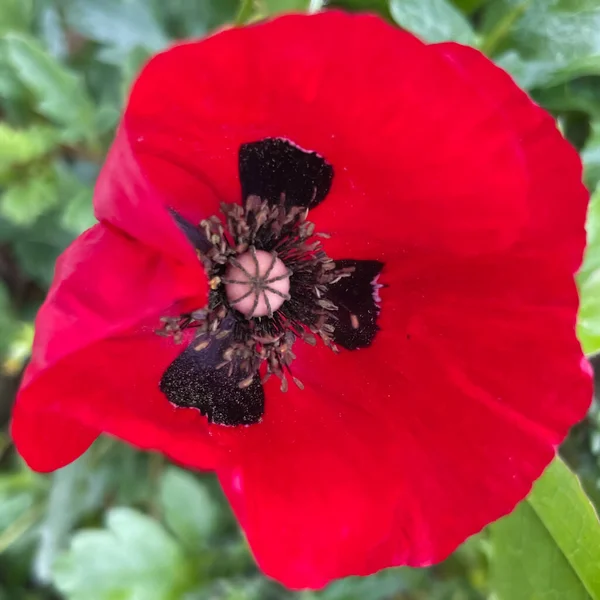 Mákvirág Egy Finom Karcsú Virág Amely Élénk Vörös Színeiről Ismert — Stock Vector