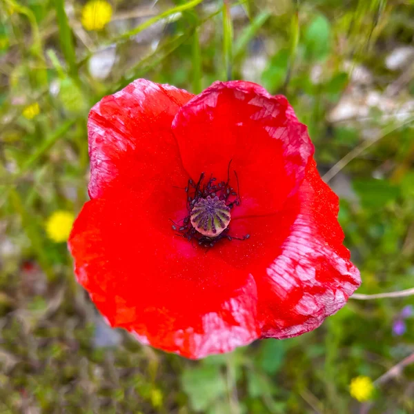 Poppy Flower Delicate Slender Flower Known Its Vibrant Red Hues — Stock Vector
