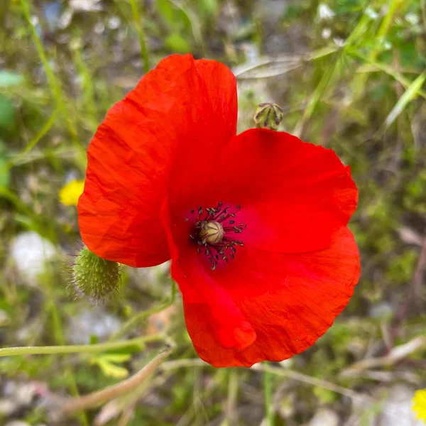 Flor Amapola Una Flor Delicada Delgada Conocida Por Sus Vibrantes — Vector de stock