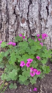 Doğada bir çam ağacı gövdesi. dikey video çekimi.