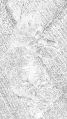  dikey video çekimi. Kedi kürkünü doğada temizliyor..