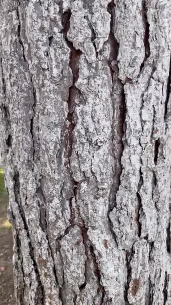 Стовбур Соснового Дерева Природі Вертикальна Відеозйомка — стокове відео