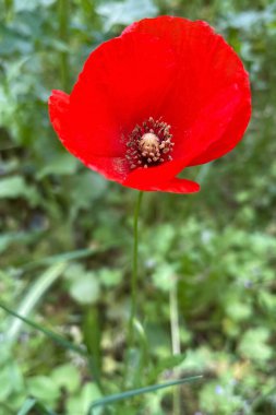 latince papaver oriantale adlı haşhaş çiçek yakın