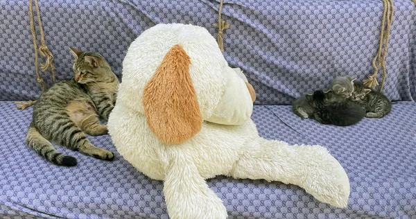 可爱的猫和猫一起睡在家里的沙发上 抱着毛绒玩具狗 — 图库照片