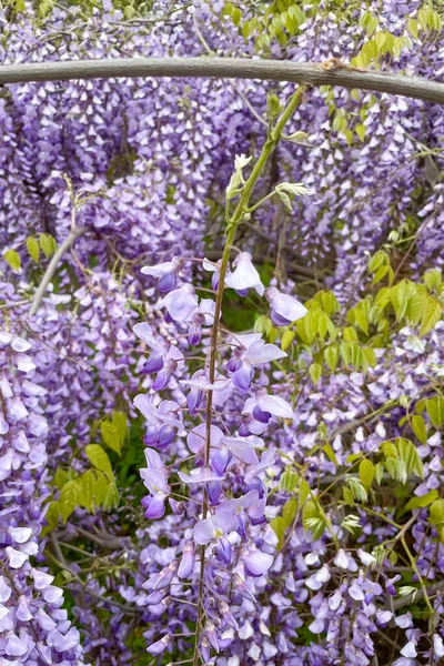 Purpurowa Wisteria Kwitnąca Ogrodzie Wiosną — Zdjęcie stockowe