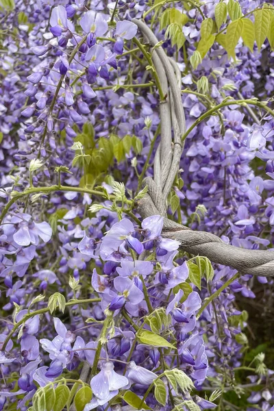 Glycine Pourpre Fleurit Dans Jardin Printemps — Photo