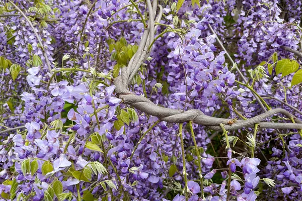 春天的时候 紫藤在花园里盛开 — 图库照片