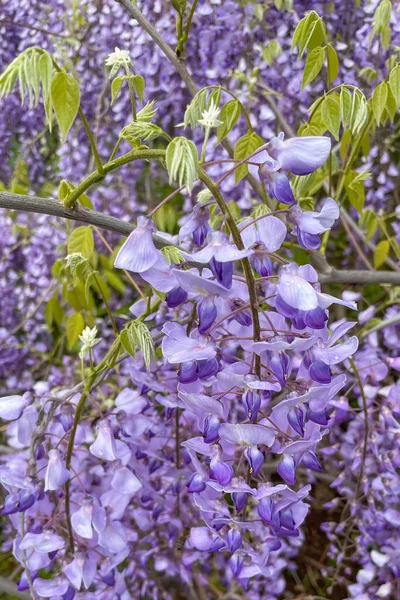 Glicine Viola Fioritura Giardino Primavera — Foto Stock