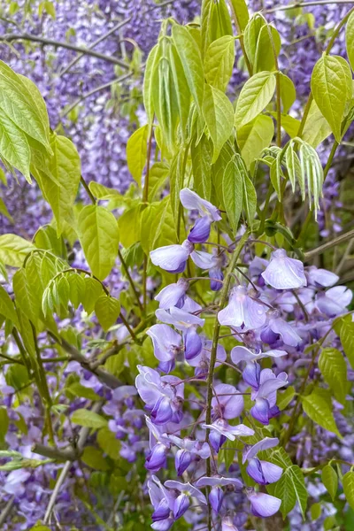 Glycine Pourpre Fleurit Dans Jardin Printemps — Photo