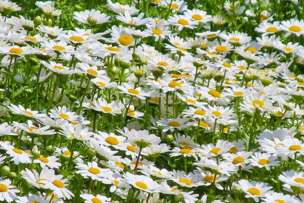 Margeritenfeld Einem Sonnigen Sommertag Weiße Gänseblümchen — Stockvektor