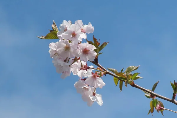 Цветок Сакуры Весной Голубым Небом — стоковый вектор