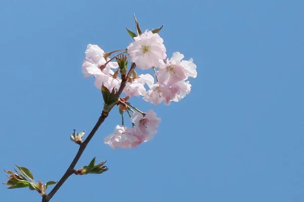 Fleur Cerisier Printemps Avec Fond Bleu Ciel Série Nature — Image vectorielle