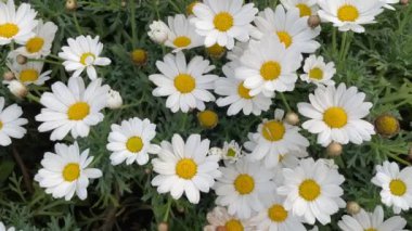 Tarlada beyaz papatyalar