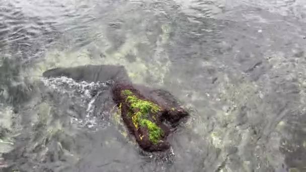 Sakin Deniz Deniz Kıyısı Yosunlu Kayalıklar — Stok video