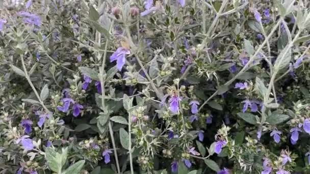 Planta Salvia Campo Naturaleza — Vídeo de stock