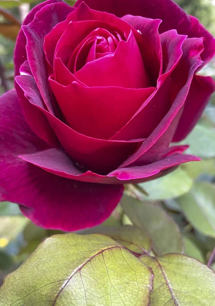 Hermosa Rosa Roja Jardín Foto Cerca — Vector de stock