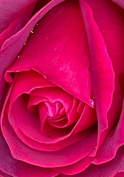 Красивая Красная Роза Саду Крупным Планом Фото — стоковый вектор