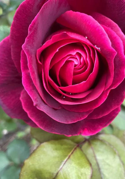 Hermosa Rosa Roja Jardín Foto Cerca — Archivo Imágenes Vectoriales