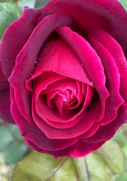 Rosa Vermelha Bonita Jardim Foto Close — Vetor de Stock