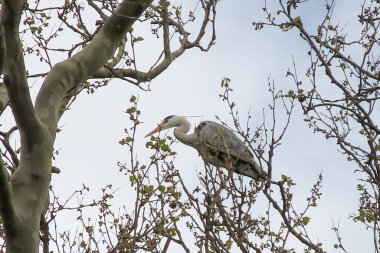 Kuşlar sisli bir kış gününde ağaçta yuva yapar.