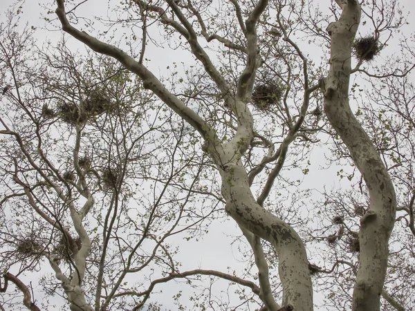 Las Aves Anidan Árbol Día Nublado Invierno — Vector de stock