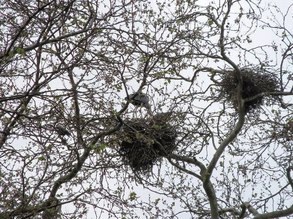 冬の霧の中で鳥が木の上に巣を作る — ストックベクタ