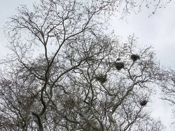 Ninho Pássaros Uma Árvore Dia Inverno Nebuloso —  Vetores de Stock