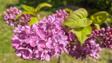 Bahçede açan güzel leylak çiçekleri. Bahar arkaplanı. İlkbaharda ağacın dallarında mor leylak çiçekleri.