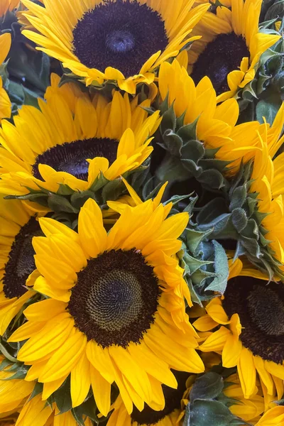 Close up of sunflowers for sale in a local market.