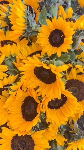 Nahaufnahme Von Sonnenblumen Zum Verkauf Auf Einem Lokalen Markt — Stockvektor