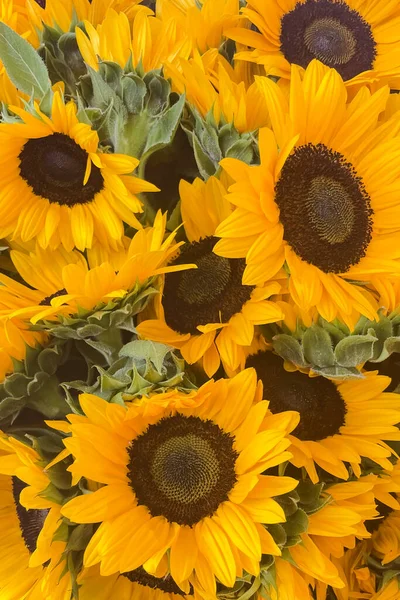 Close up of sunflowers for sale in a local market.