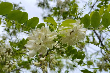Parktaki ağaçta çiçek açan beyaz akasya çiçekleri. Akasya ağacının beyaz çiçekleri (Robinia psödoacia)