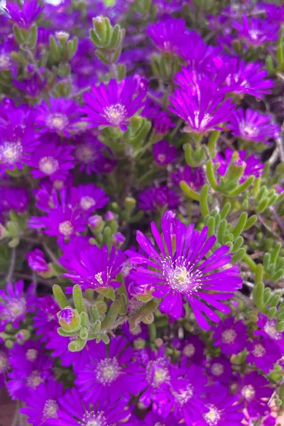 Фиолетовые Цветки Ледяного Растения Carpobrotus Edulis Carpobrotus Edulis Известного Ледяная — стоковое фото