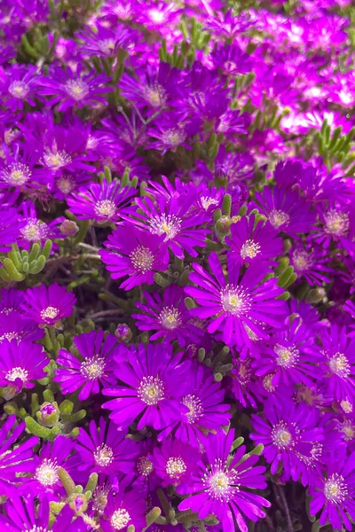 Фиолетовые Цветки Ледяного Растения Carpobrotus Edulis Carpobrotus Edulis Известного Ледяная — стоковое фото