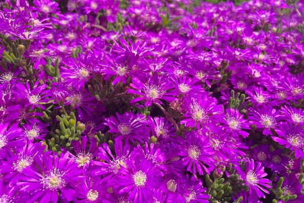 Purple flowers of ice plant (Carpobrotus edulis).Carpobrotus edulis, also known as the ice plant.Purple flowers of ice plant (Carpobrotus edulis)