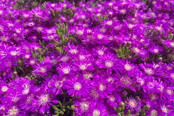 Fleurs Violettes Plante Glace Carpobrotus Edulis Carpobrotus Edulis Également Connu — Photo