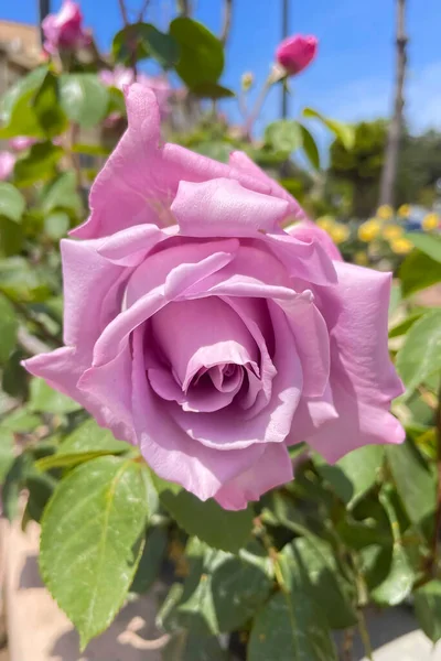 Розовая Роза Солнечный День Природе — стоковое фото