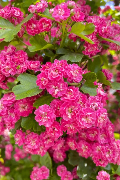 Hermosas Flores Rosadas Espino Crataegus Monogyna Midland Hawtorn Pink Flores — Foto de Stock