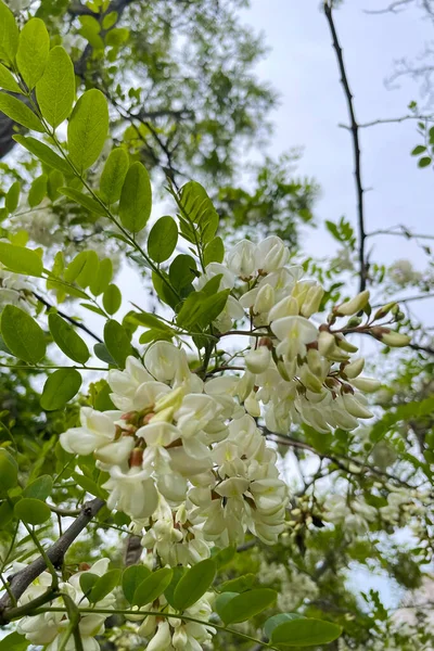 Blooming white acacia flowers on the tree in the park.White flowers of acacia tree (Robinia pseudoacacia)