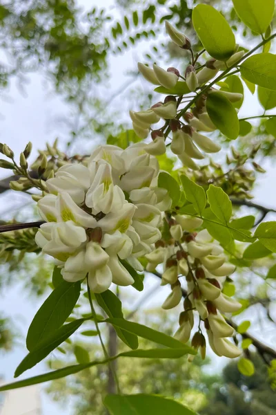 Blooming white acacia flowers on the tree in the park.White flowers of acacia tree (Robinia pseudoacacia)