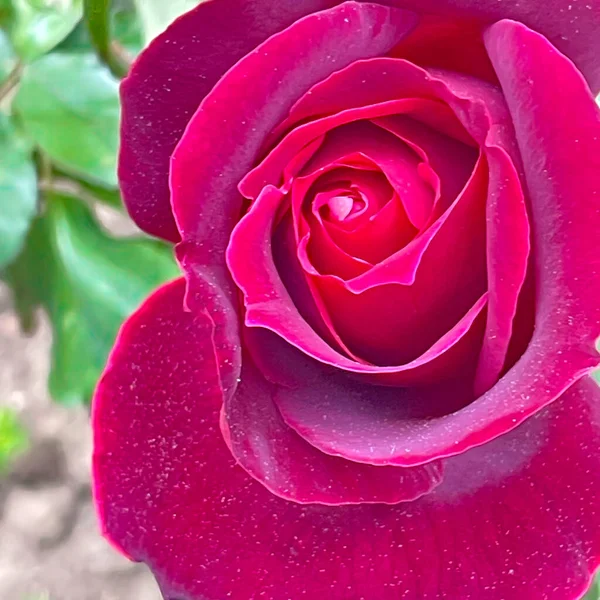 Rose Rouge Symbole Esthétique Splendeur — Image vectorielle