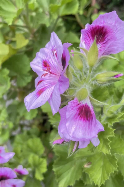 庭に咲く美しいピンクと紫のゼラニウムの花 — ストック写真